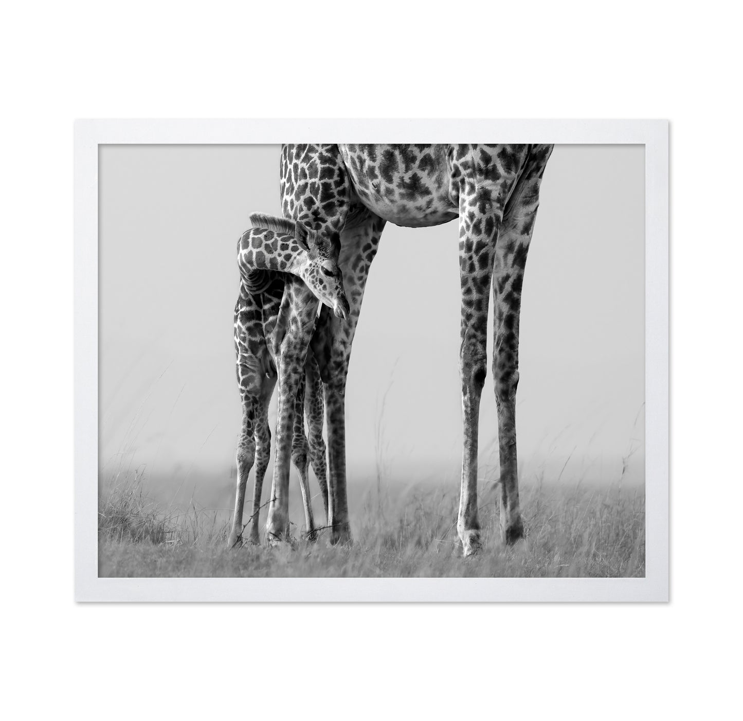 Baby Giraffe Bond