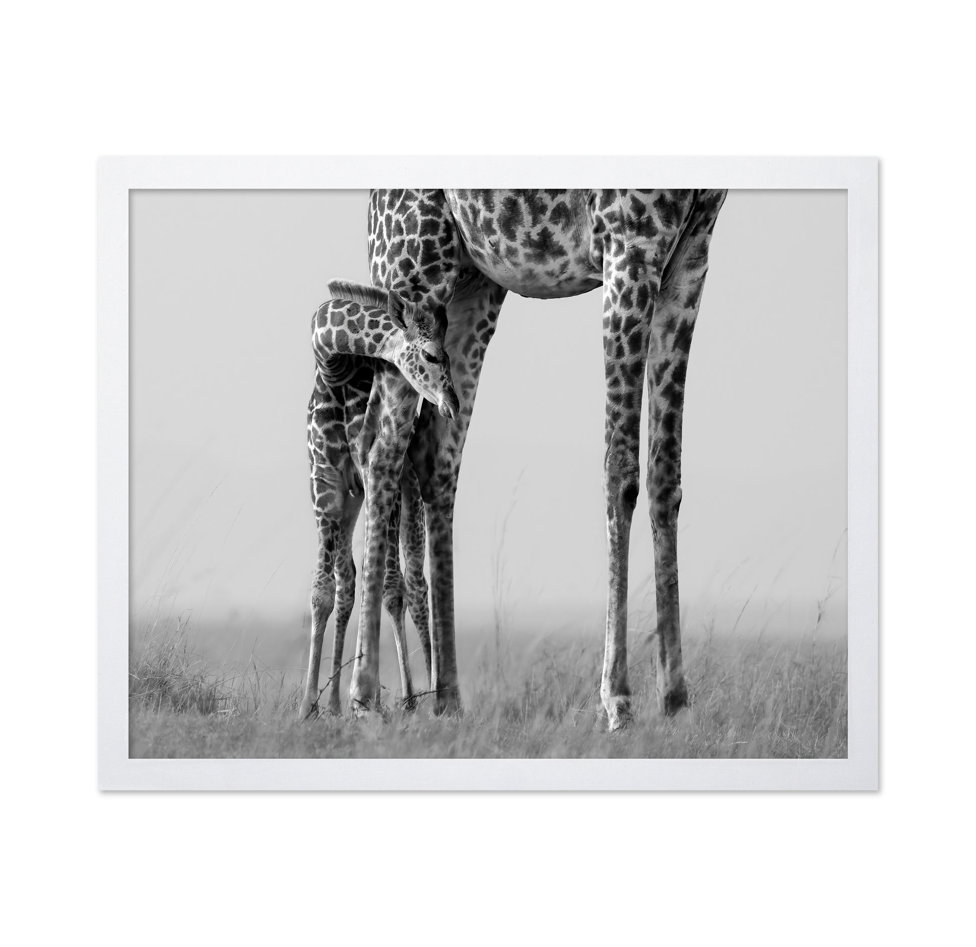 Baby Giraffe Bond