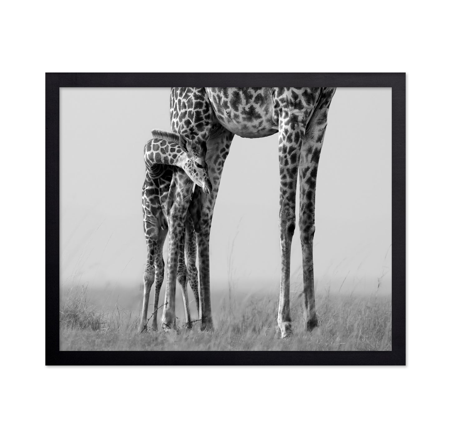 Baby Giraffe Bond