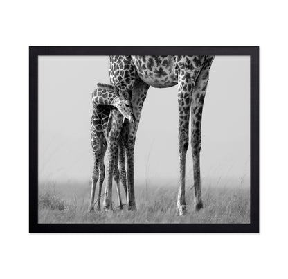 Baby Giraffe Bond