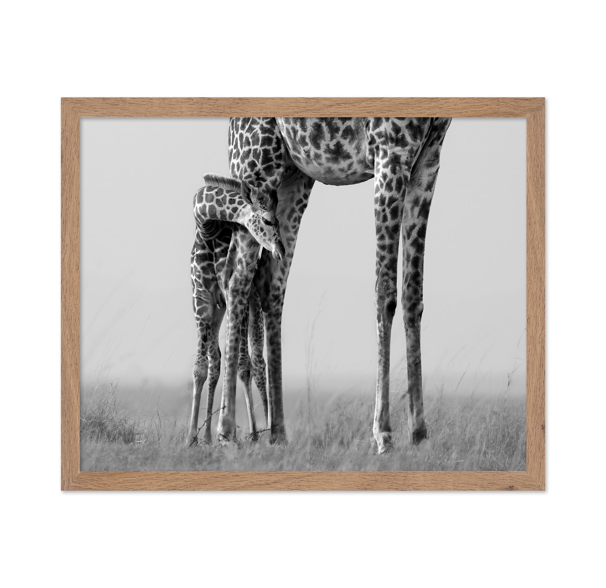 Baby Giraffe Bond