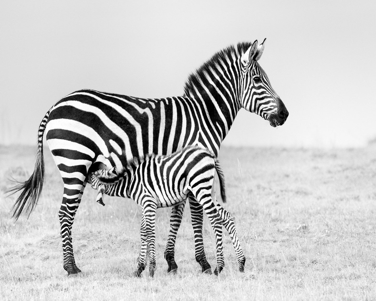 Zebra Feeding