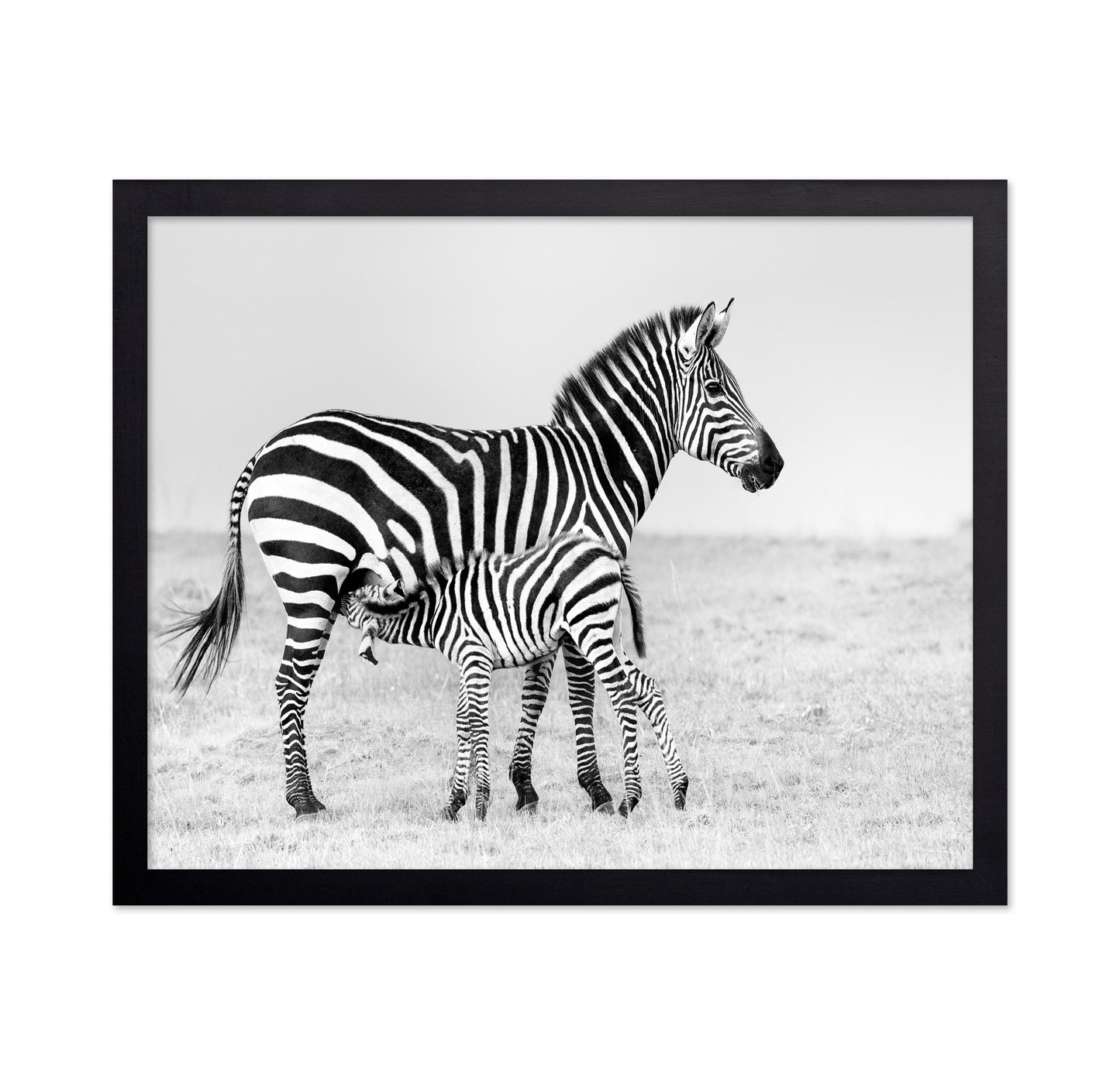 Zebra Feeding