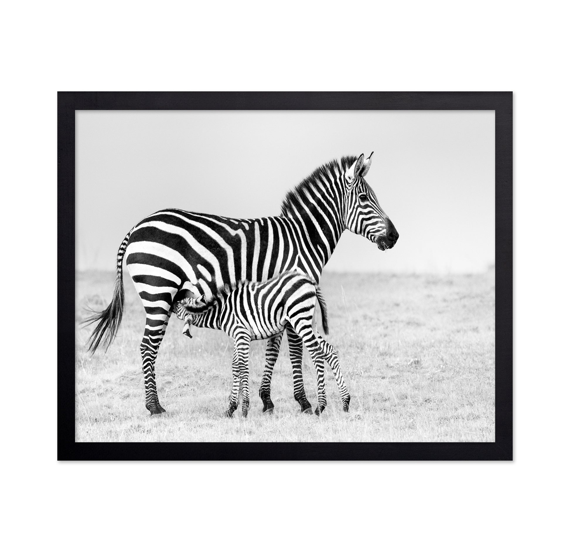 Zebra Feeding