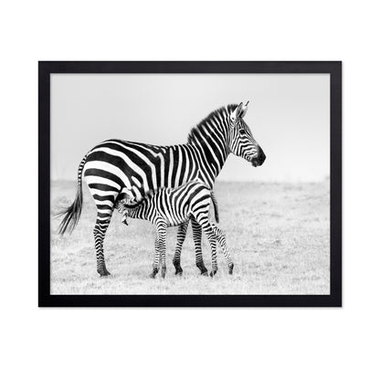 Zebra Feeding