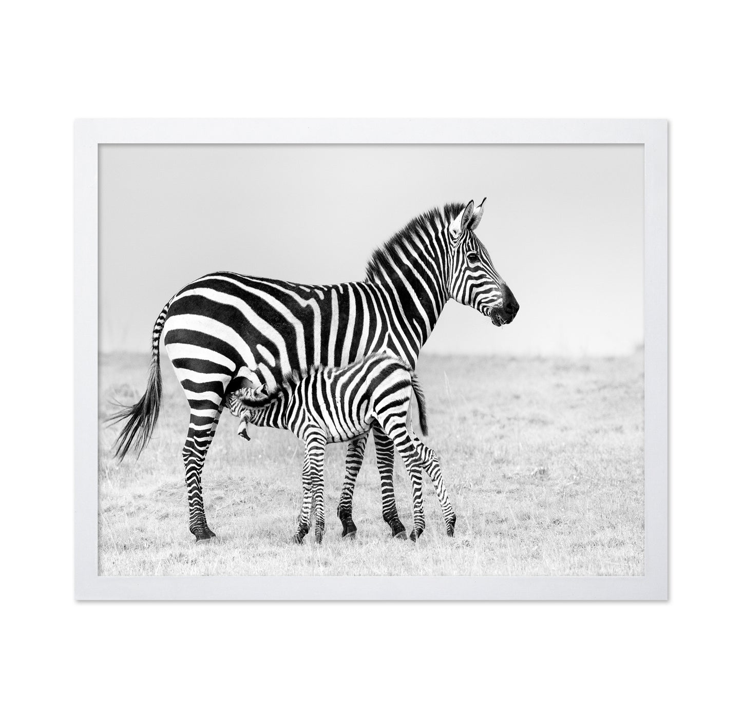 Zebra Feeding