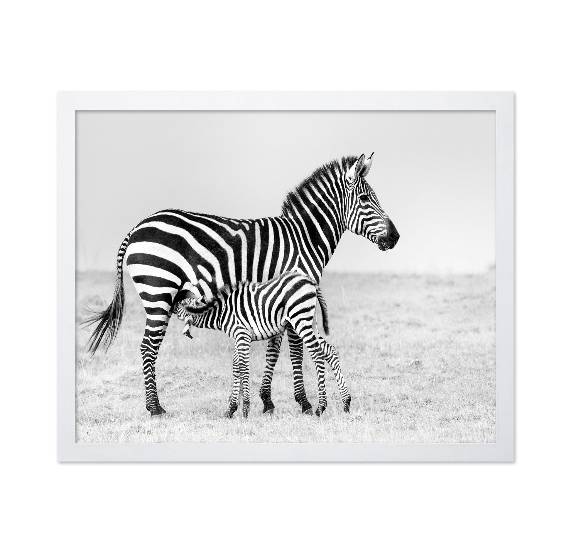 Zebra Feeding