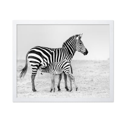 Zebra Feeding