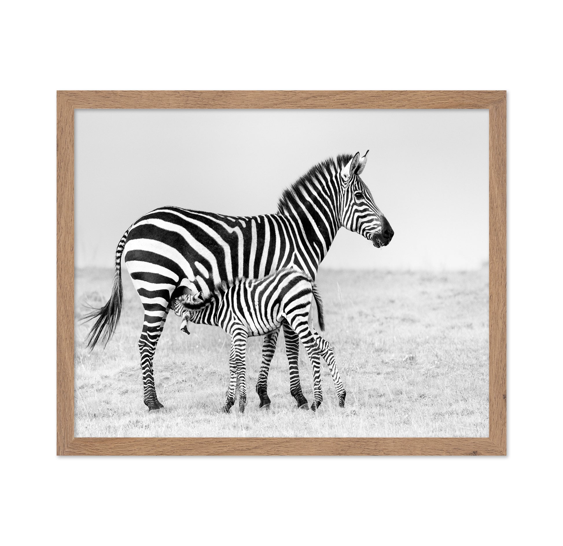 Zebra Feeding