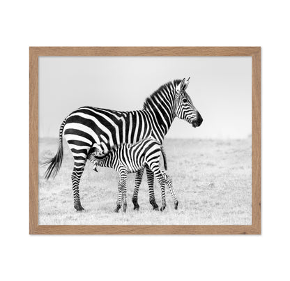 Zebra Feeding
