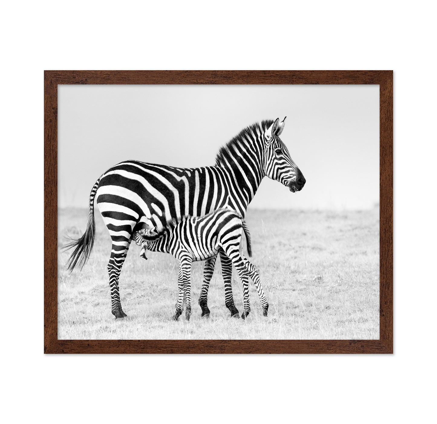 Zebra Feeding