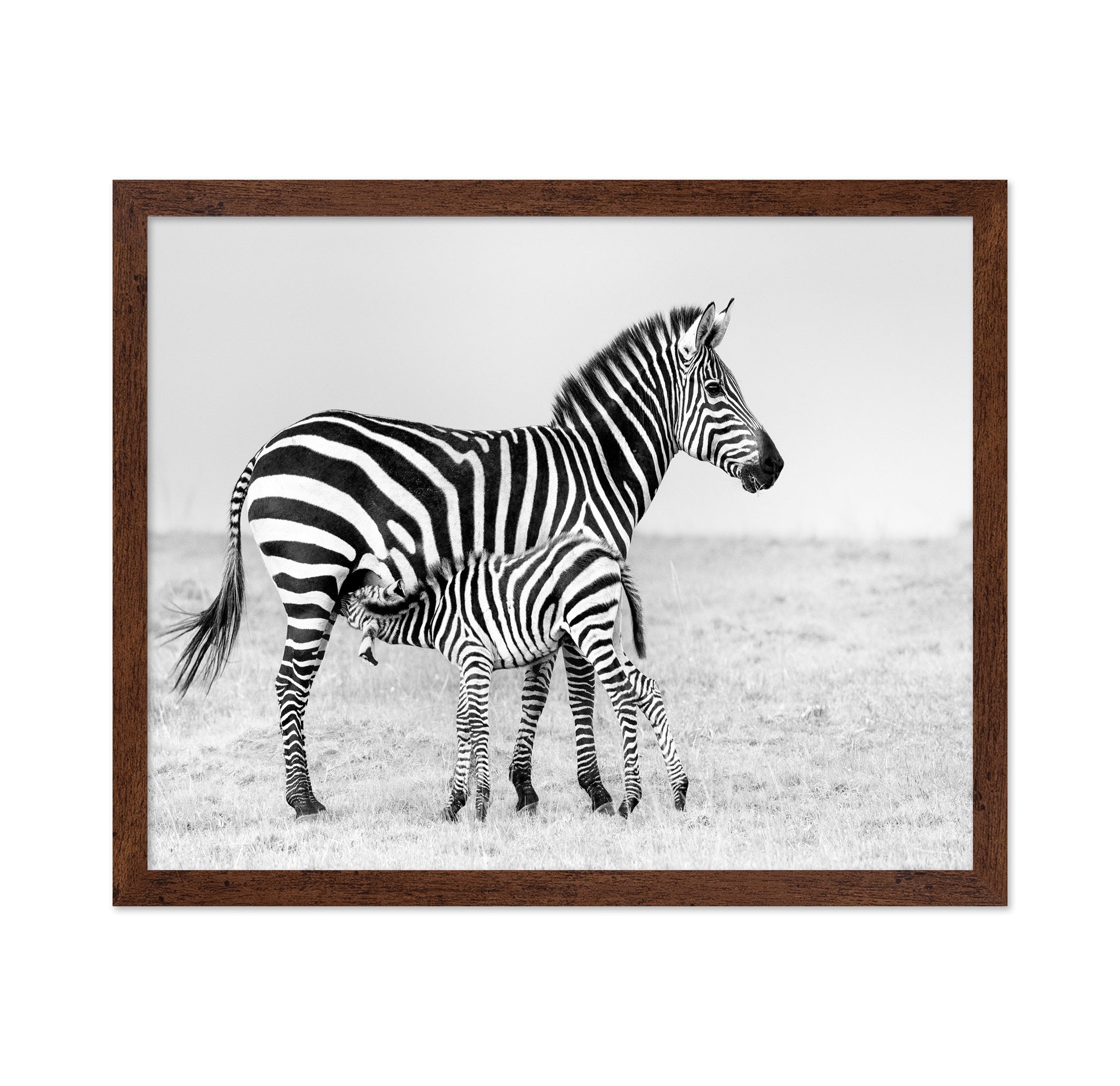 Zebra Feeding