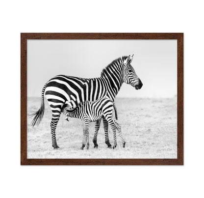 Zebra Feeding