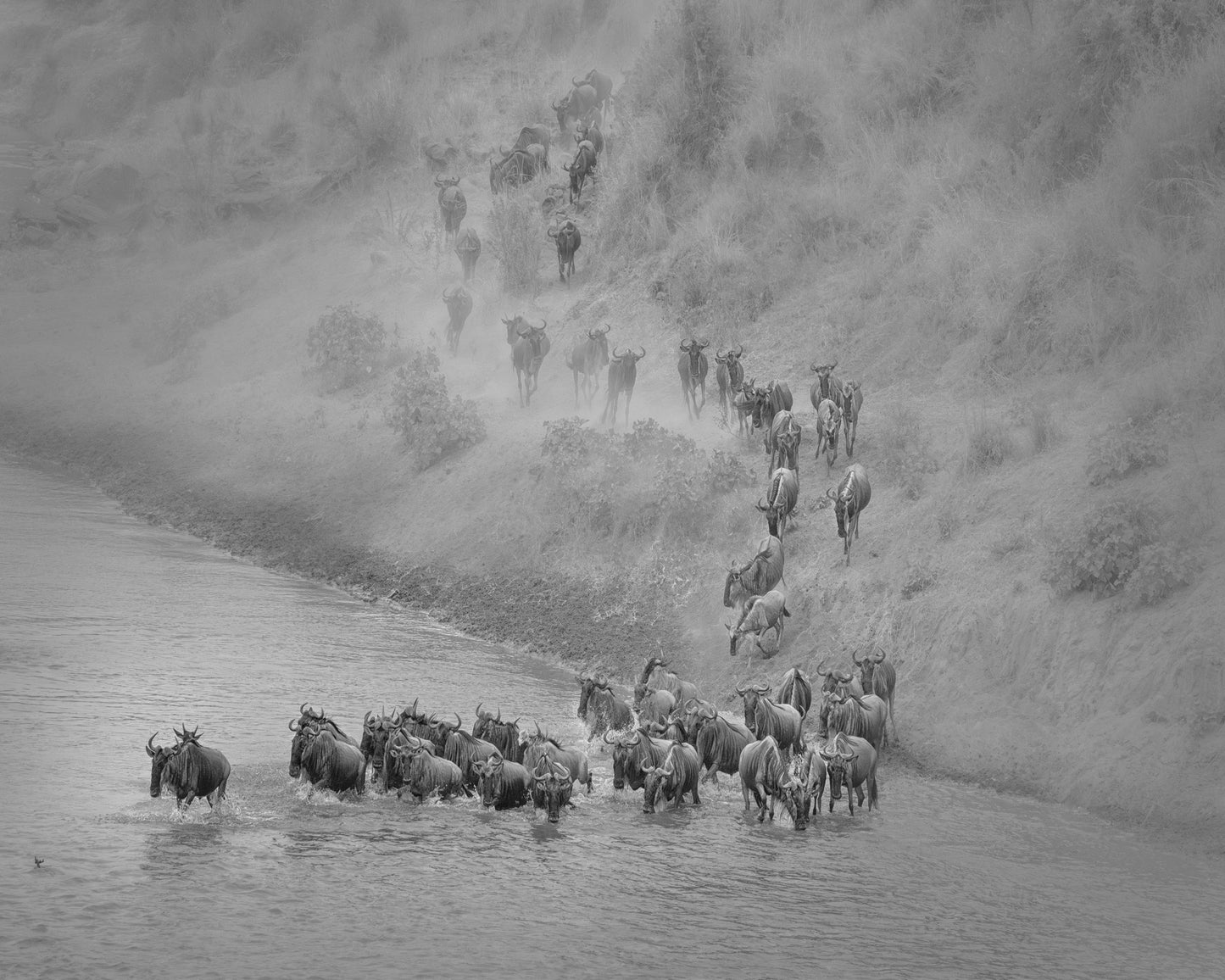 Wildebeest Crossing