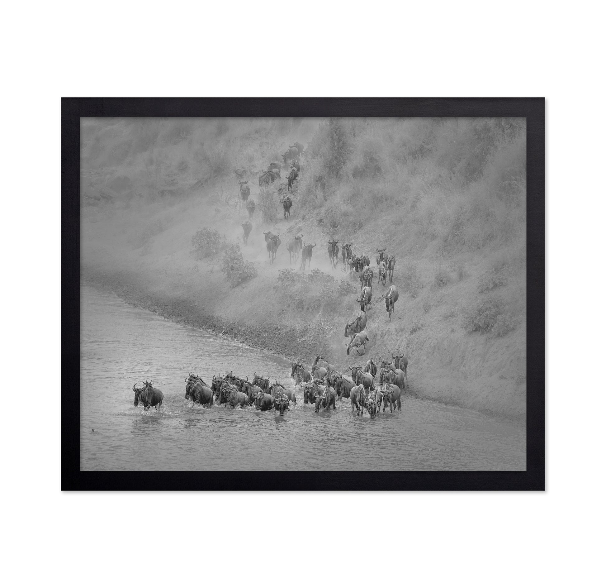 Wildebeest Crossing
