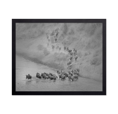 Wildebeest Crossing