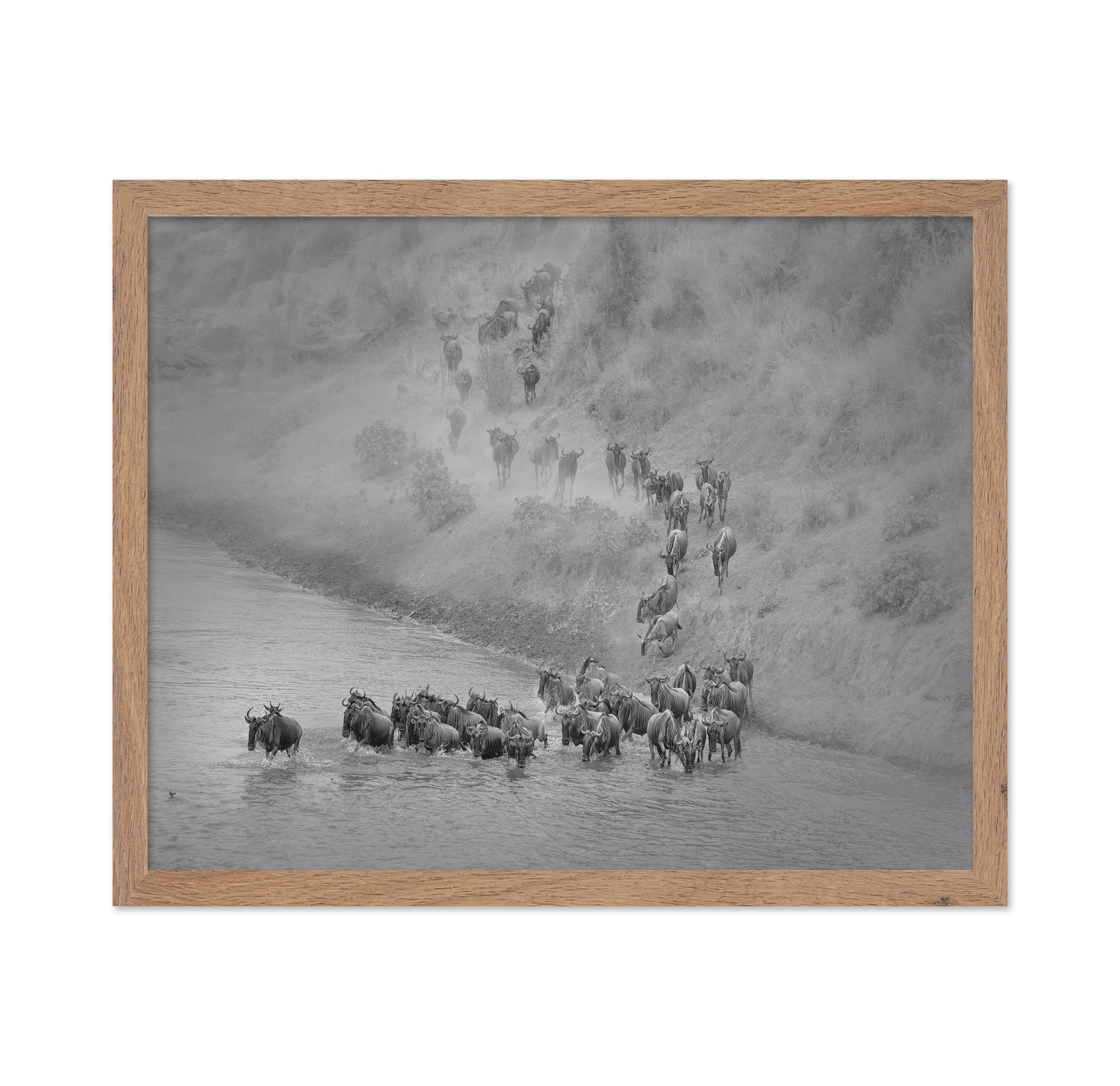 Wildebeest Crossing