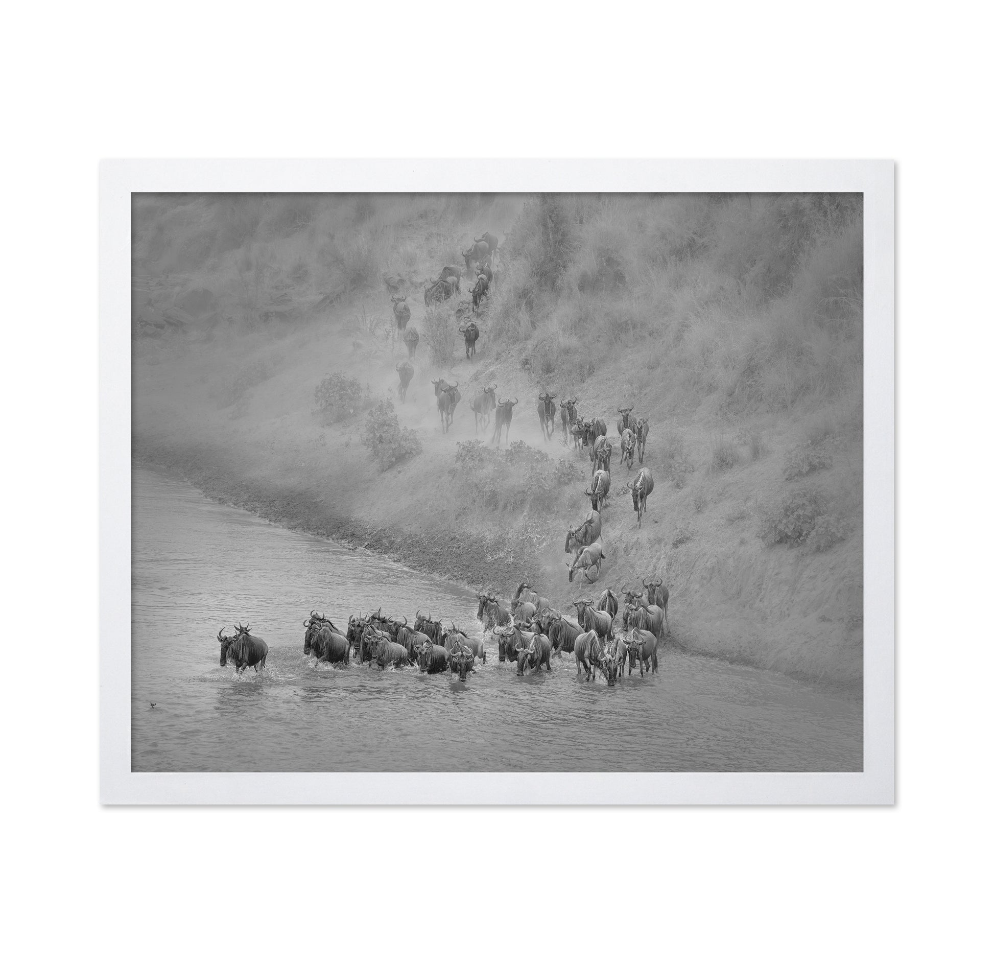 Wildebeest Crossing