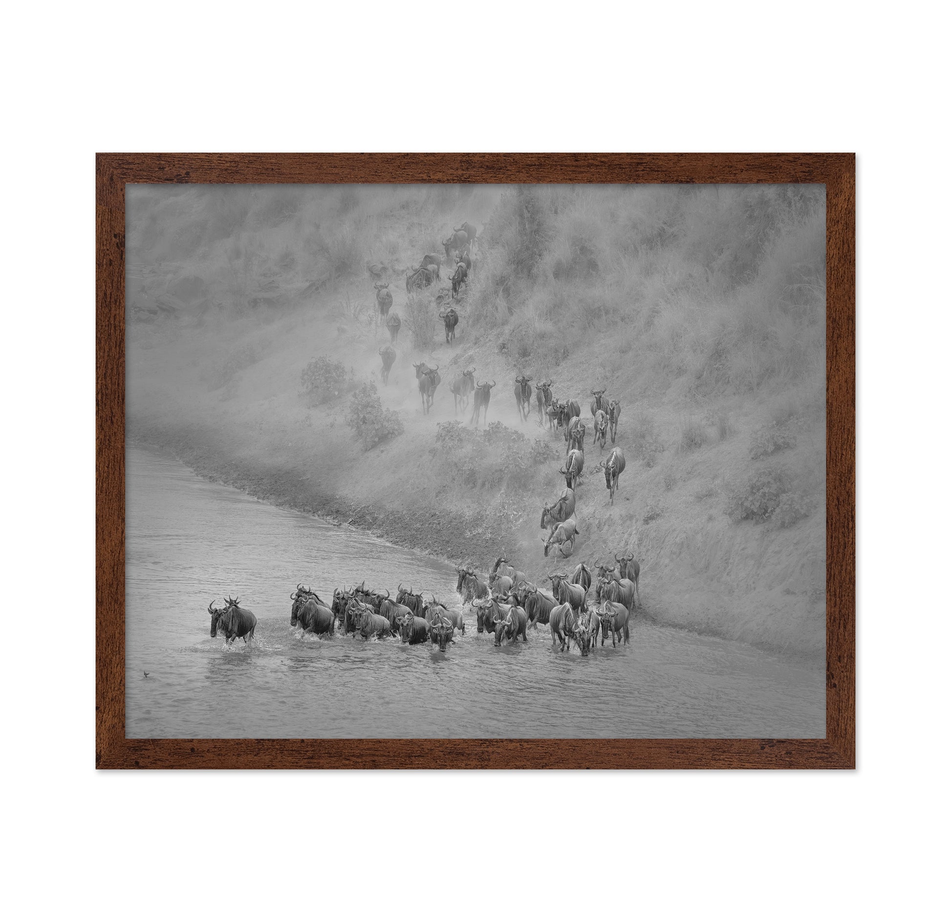 Wildebeest Crossing