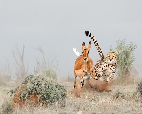 Cheetah Chase