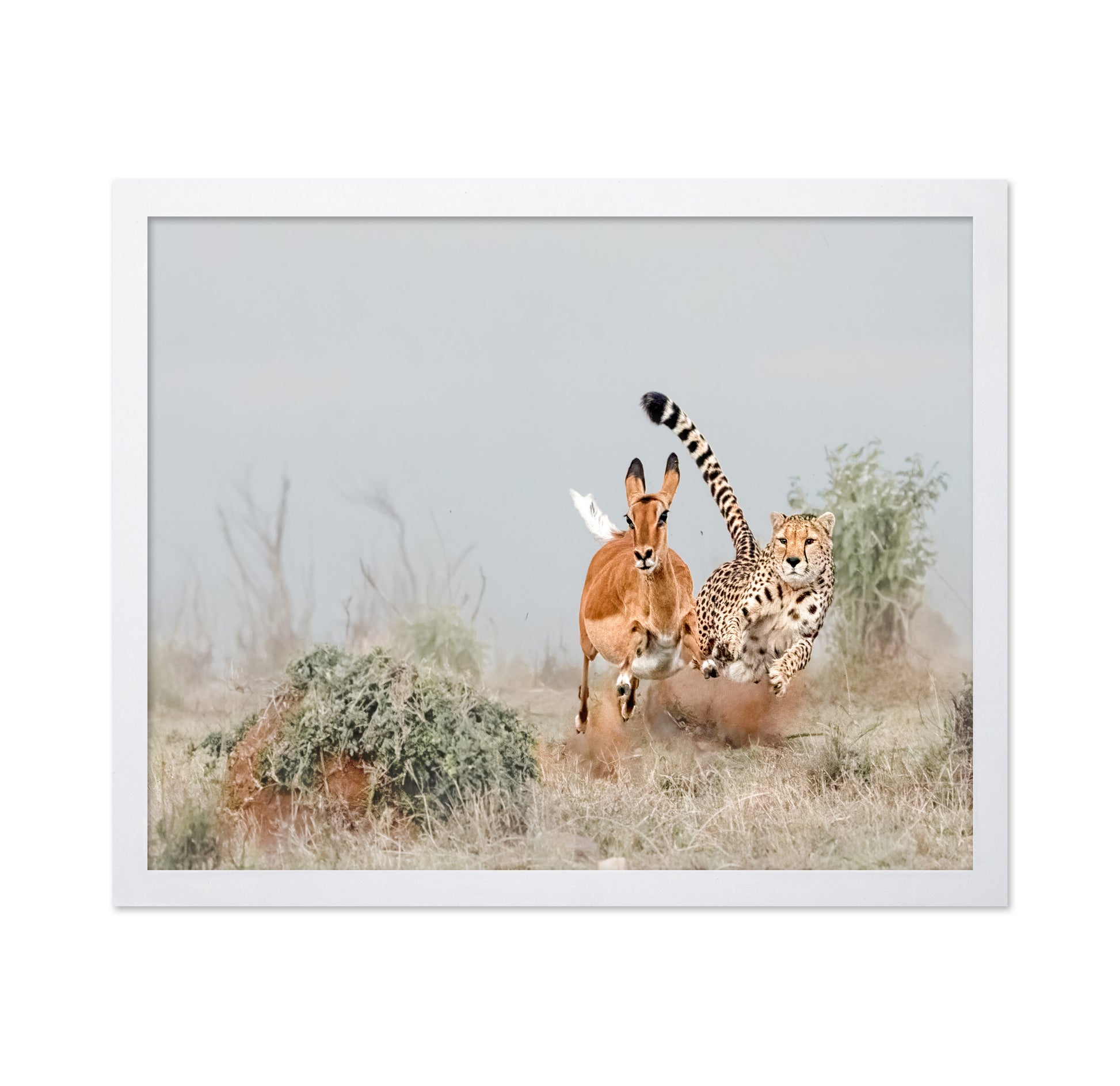 Cheetah Chase