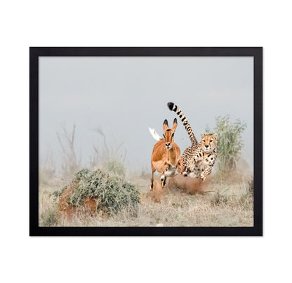 Cheetah Chase