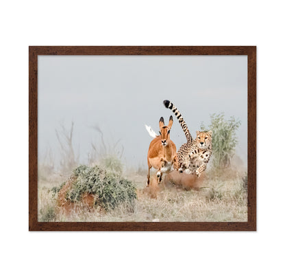 Cheetah Chase