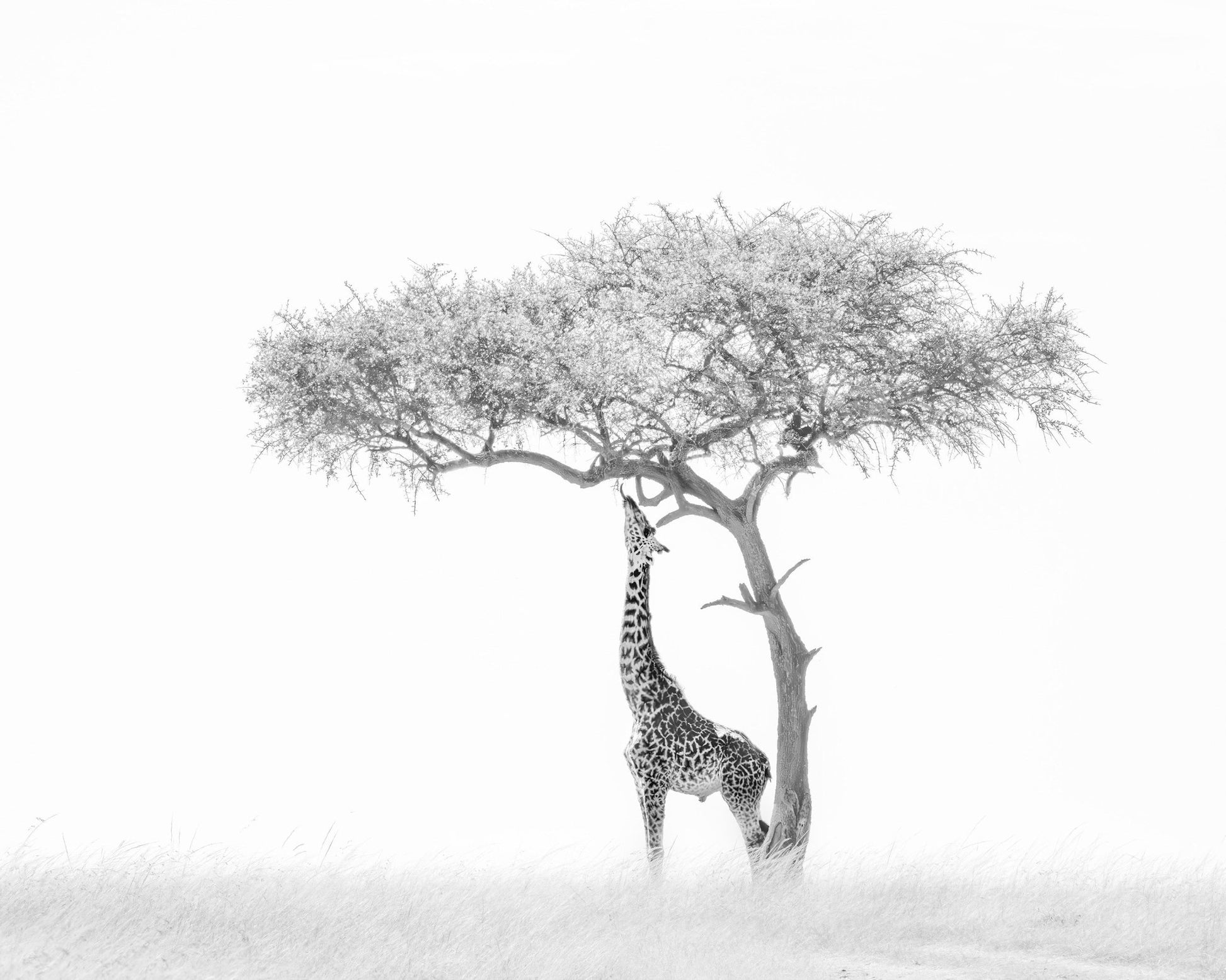 Giraffe Tree