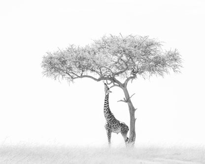 Giraffe Tree
