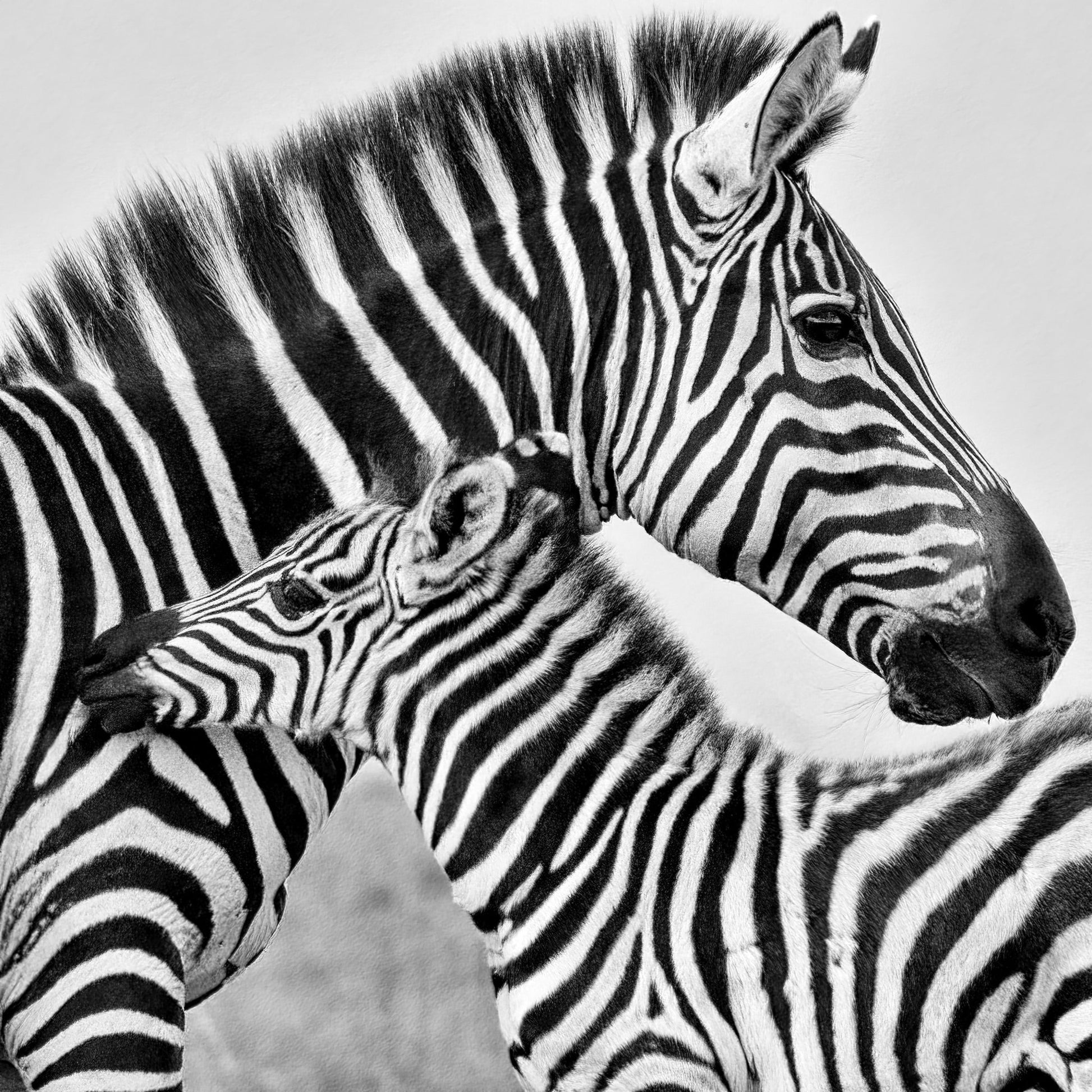 Zebra Bond