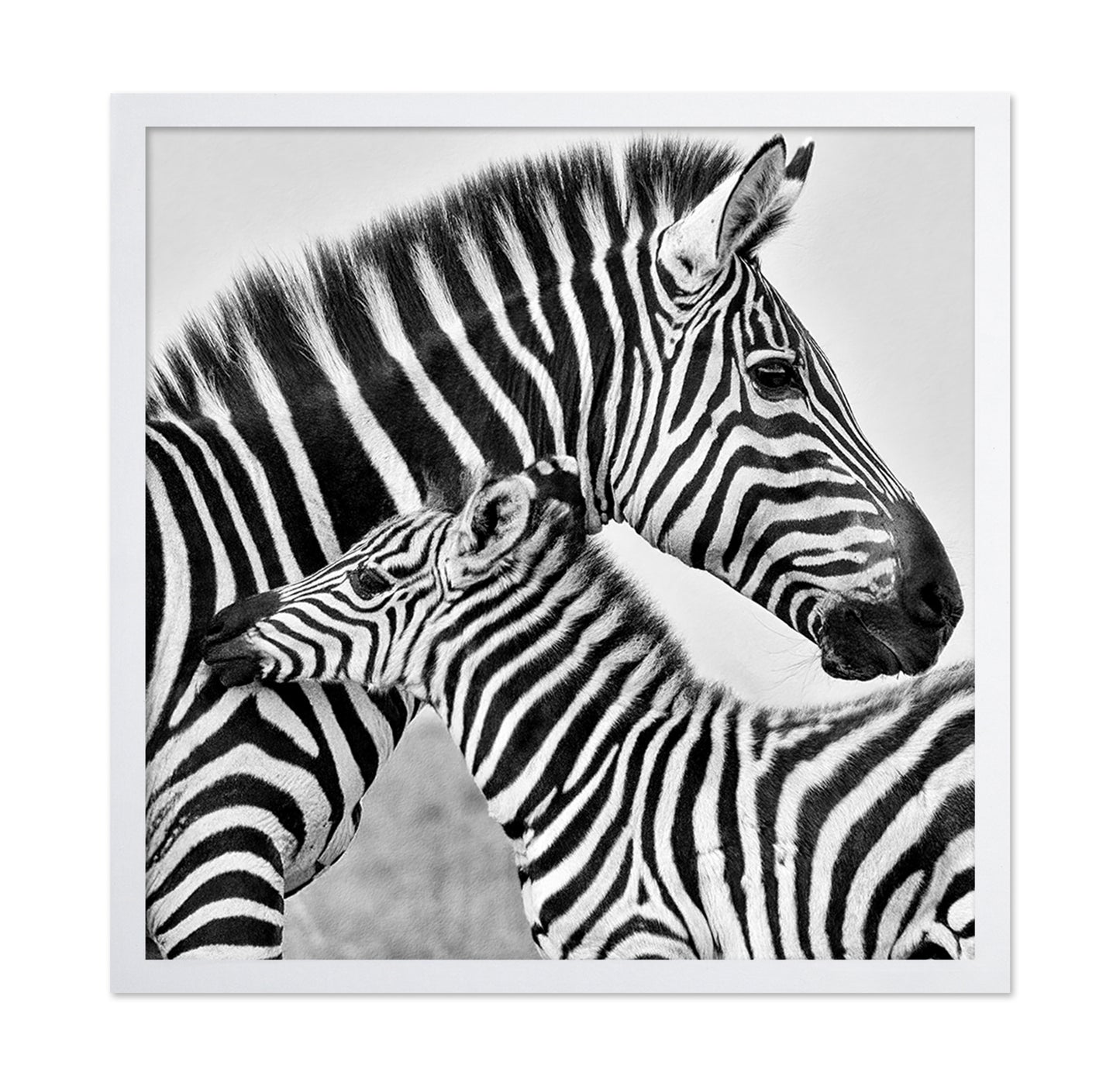Zebra Bond