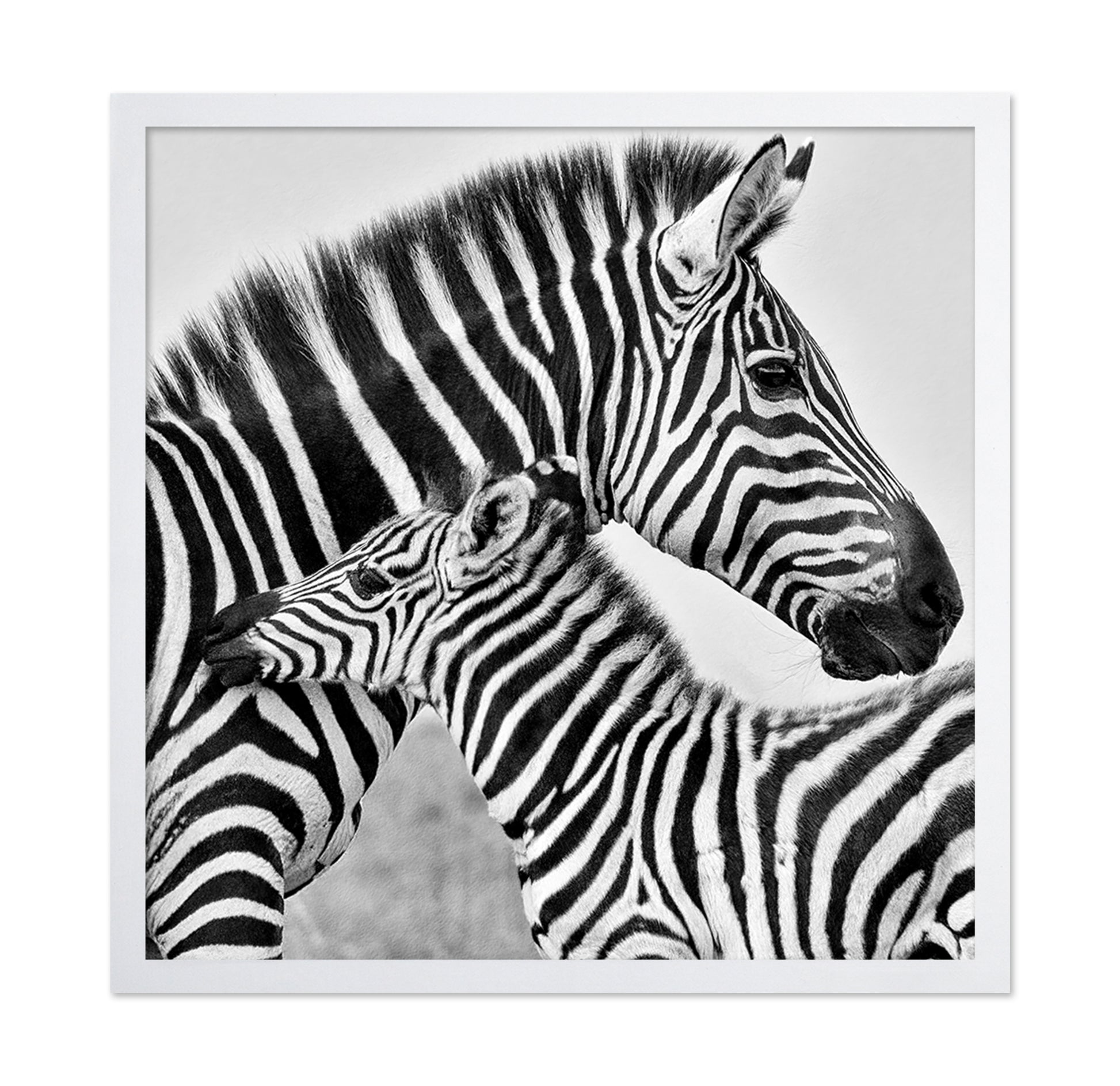 Zebra Bond