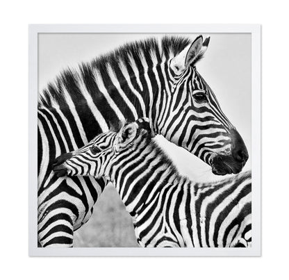 Zebra Bond