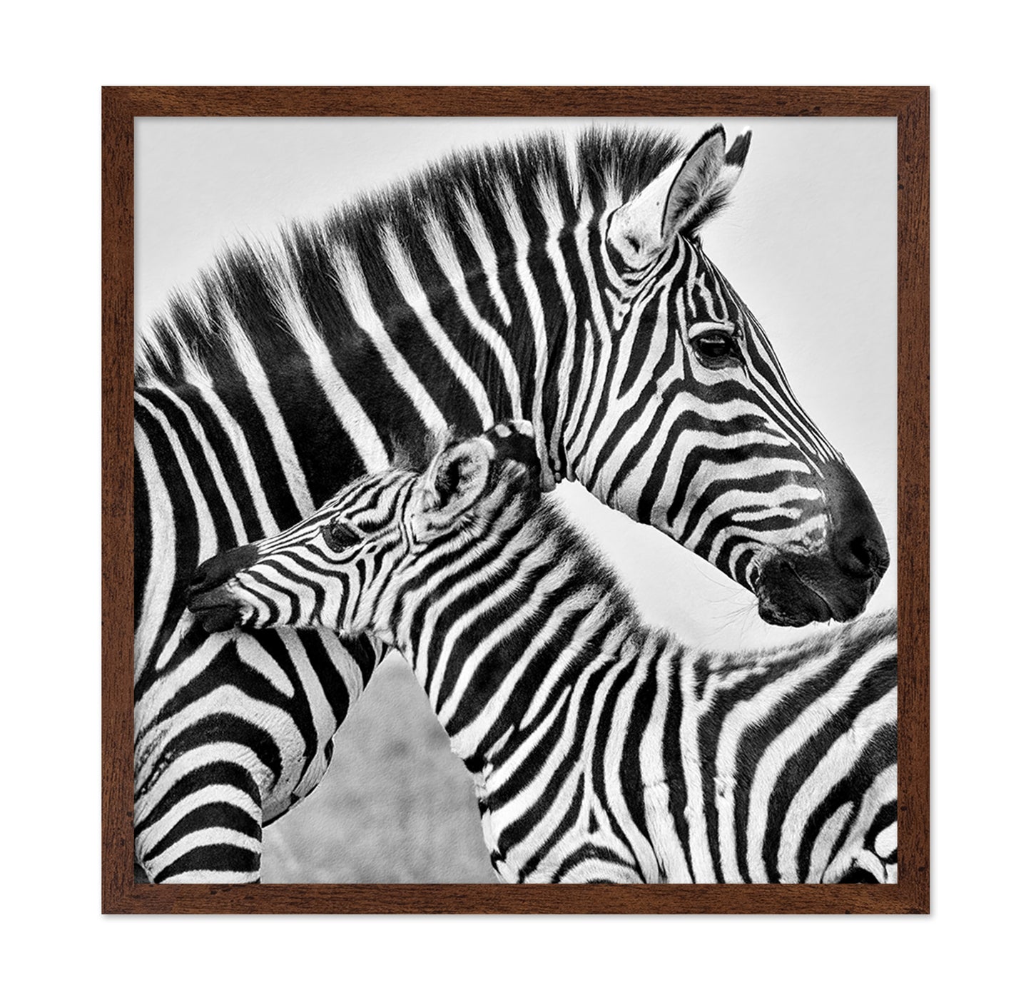Zebra Bond