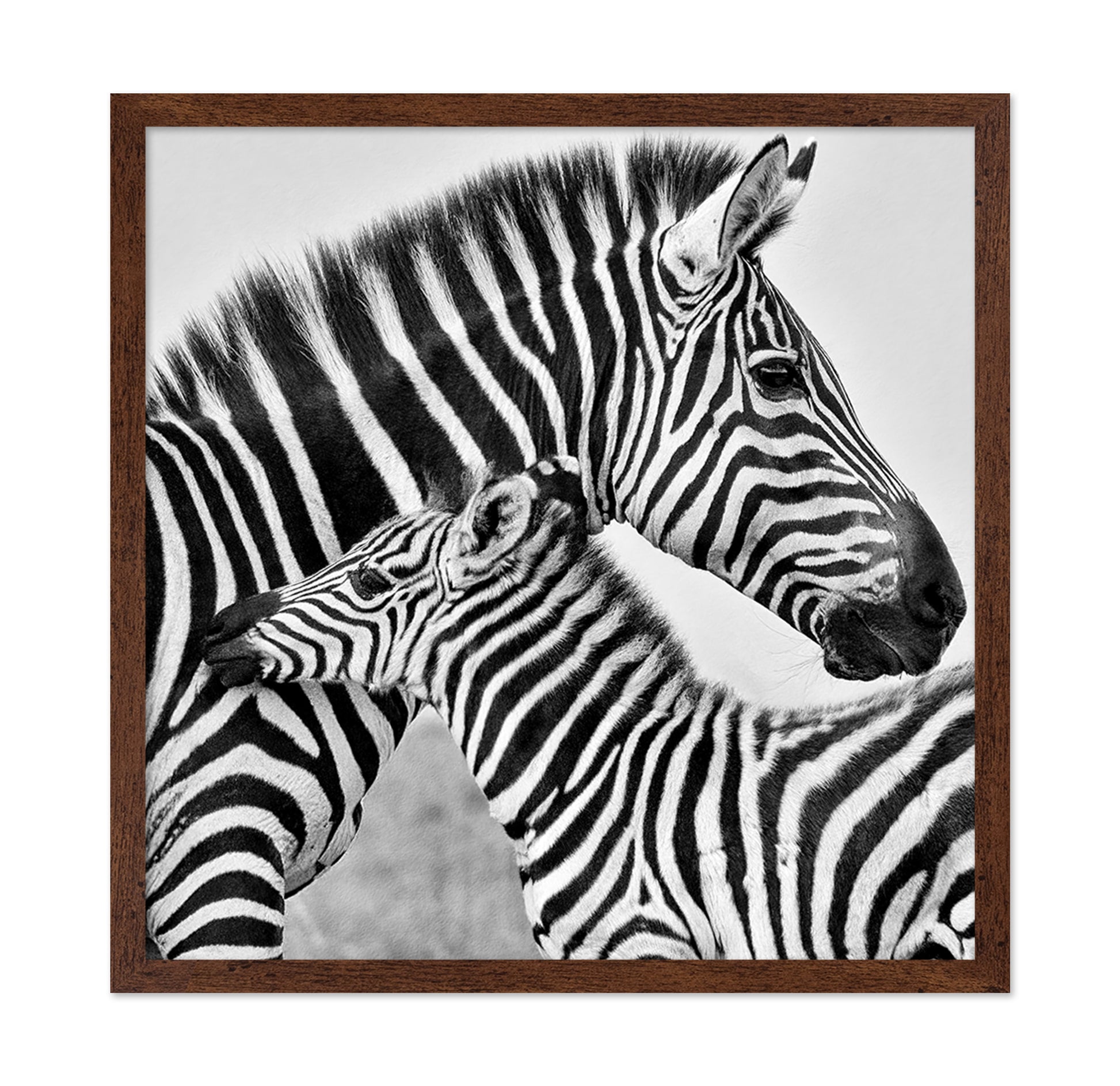 Zebra Bond