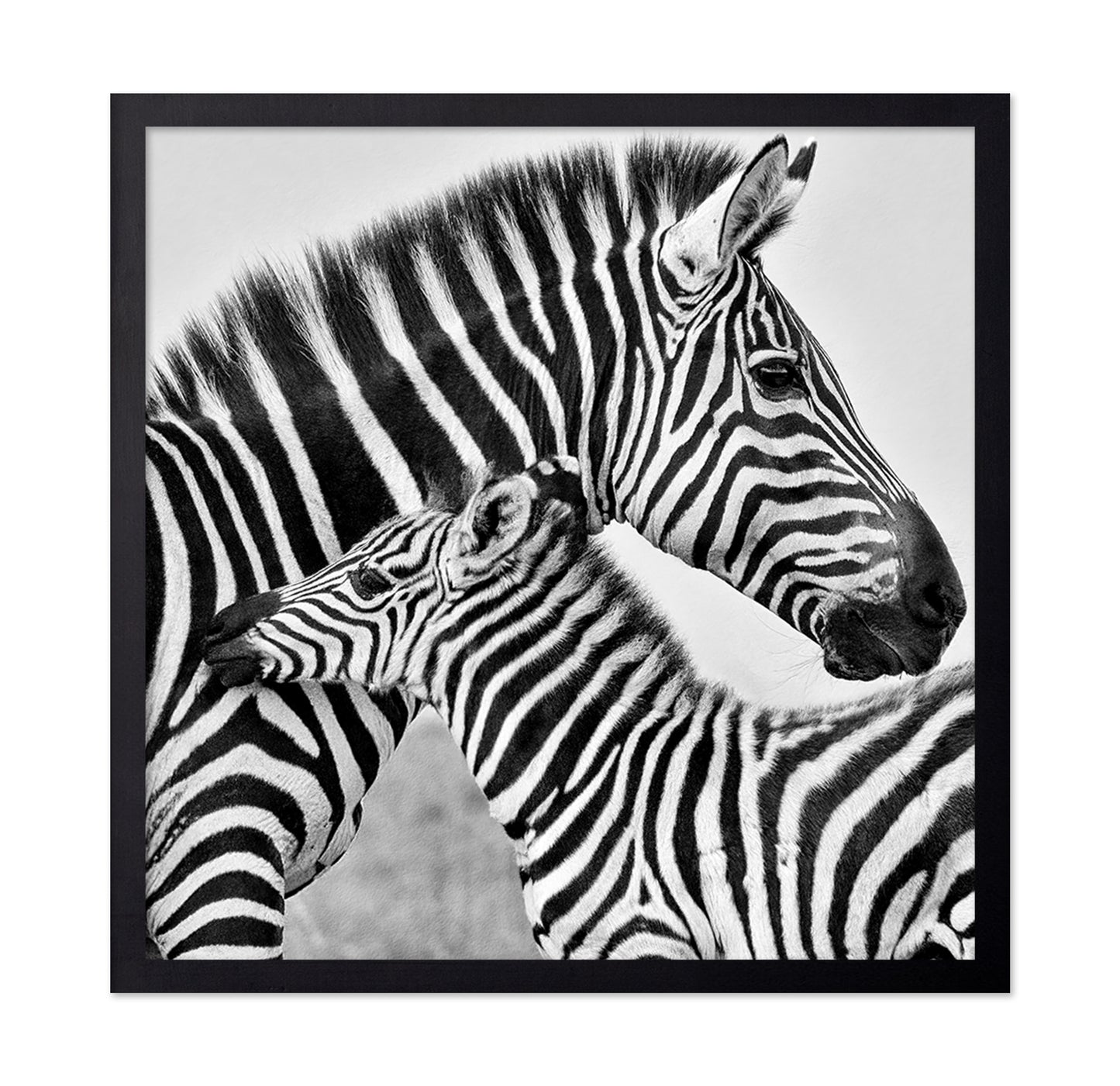 Zebra Bond