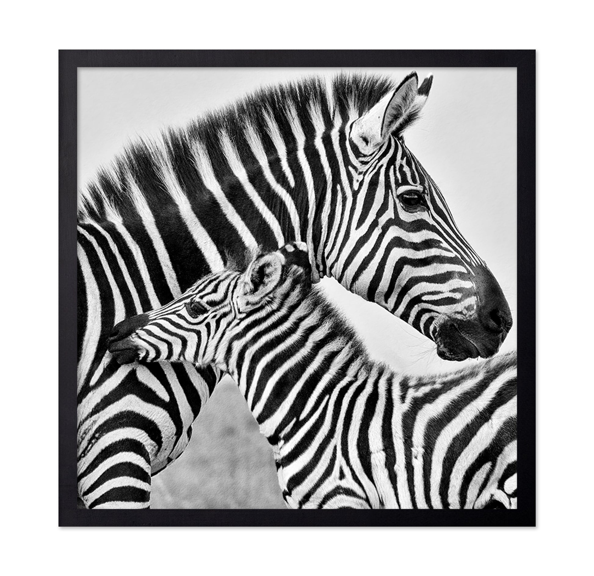 Zebra Bond