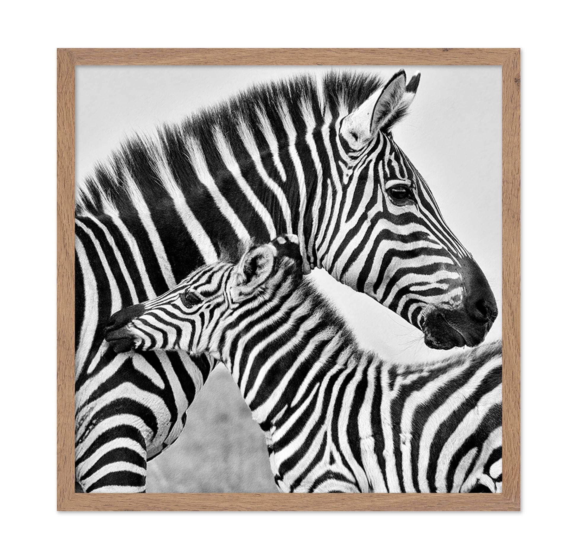 Zebra Bond