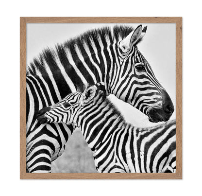 Zebra Bond