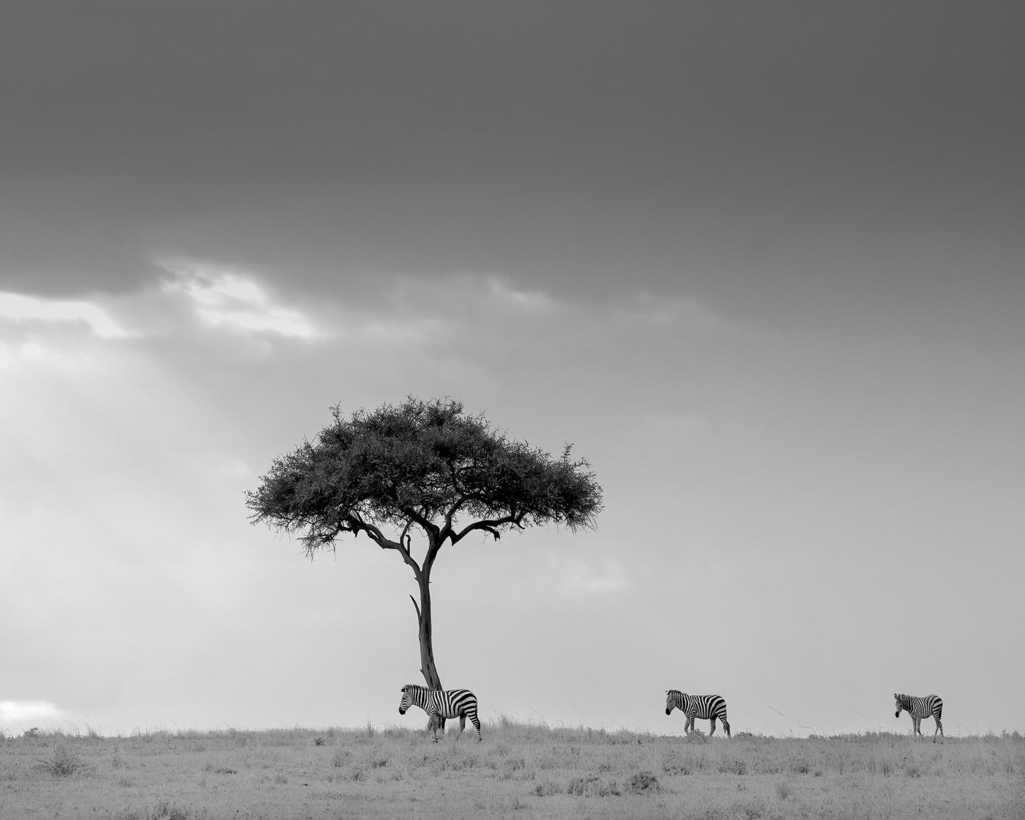 Zebra Tree Walk
