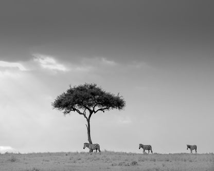 Zebra Tree Walk