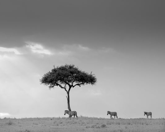 Zebra Tree Walk