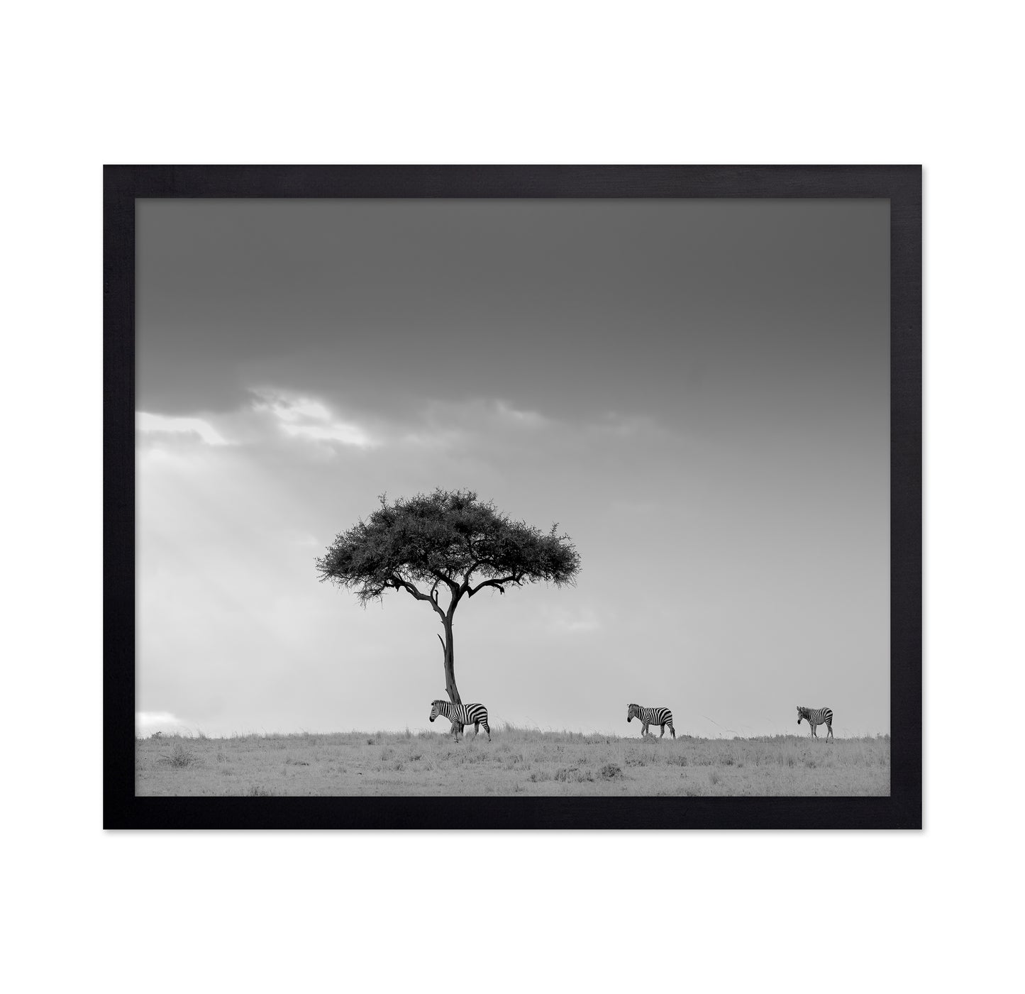Zebra Tree Walk