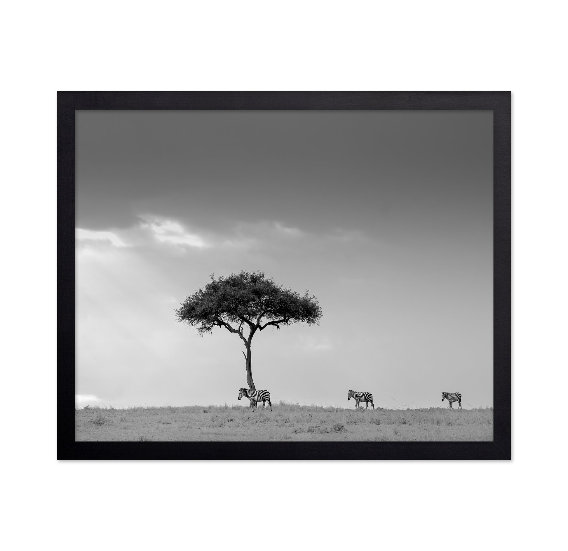 Zebra Tree Walk