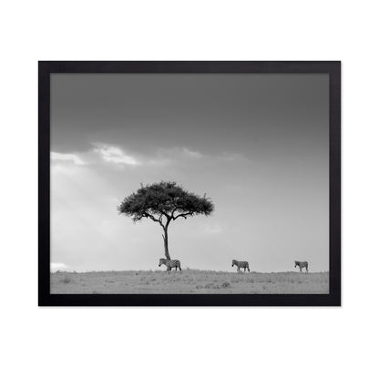 Zebra Tree Walk