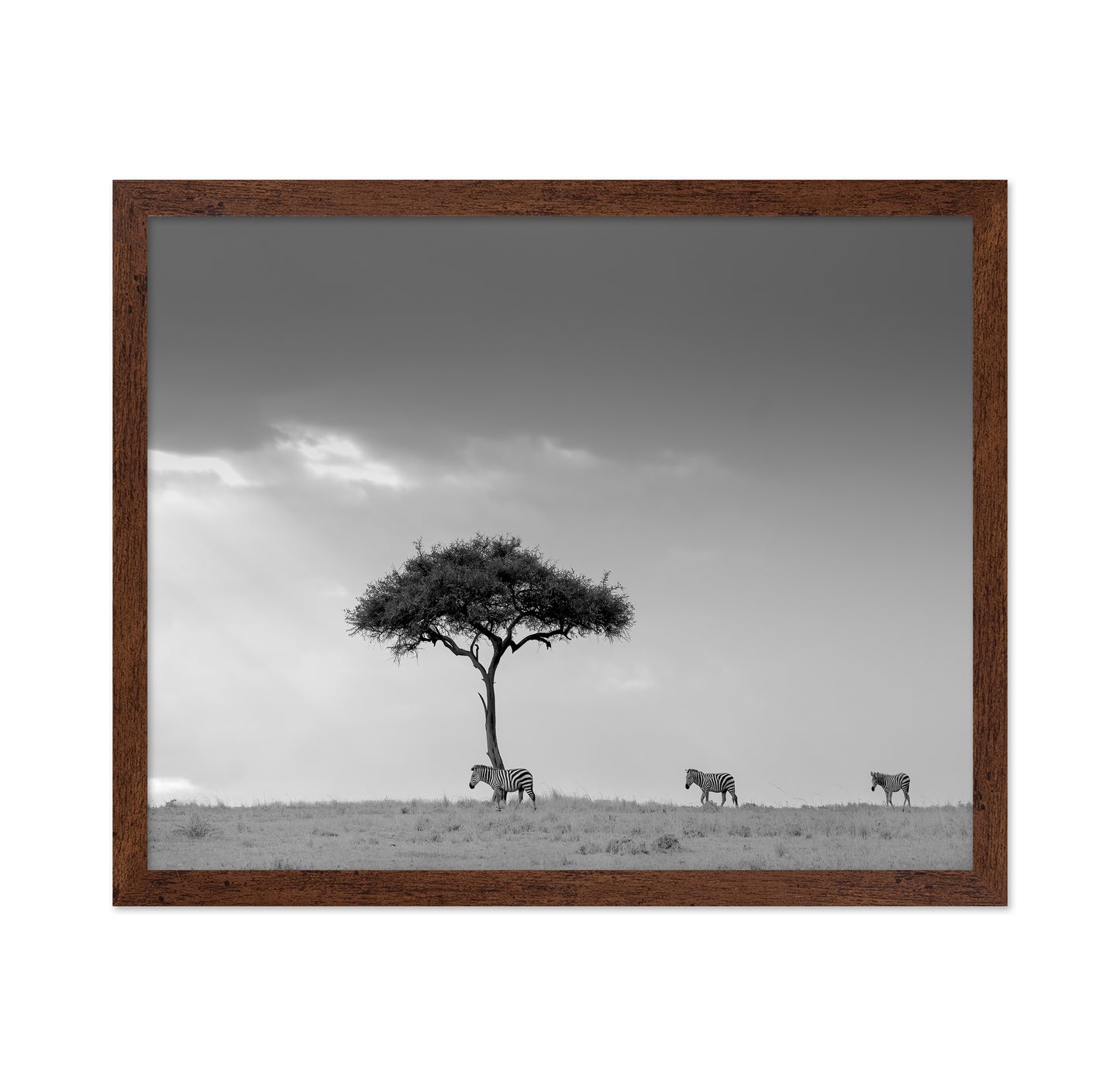 Zebra Tree Walk