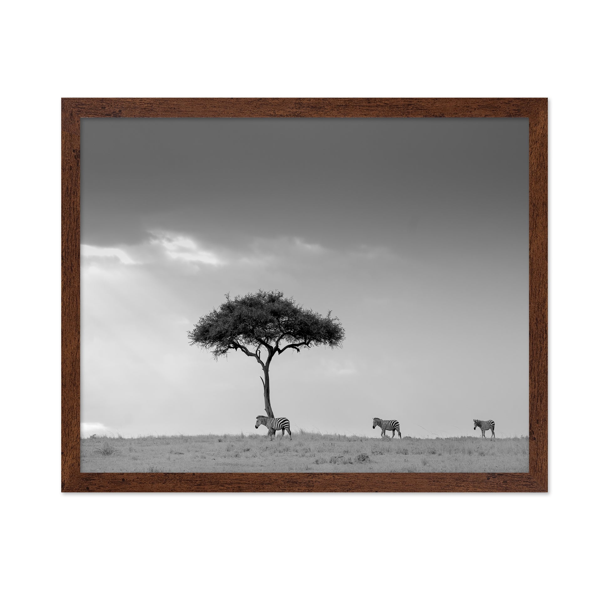 Zebra Tree Walk