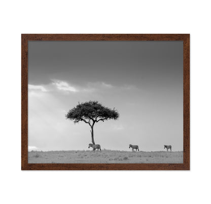 Zebra Tree Walk