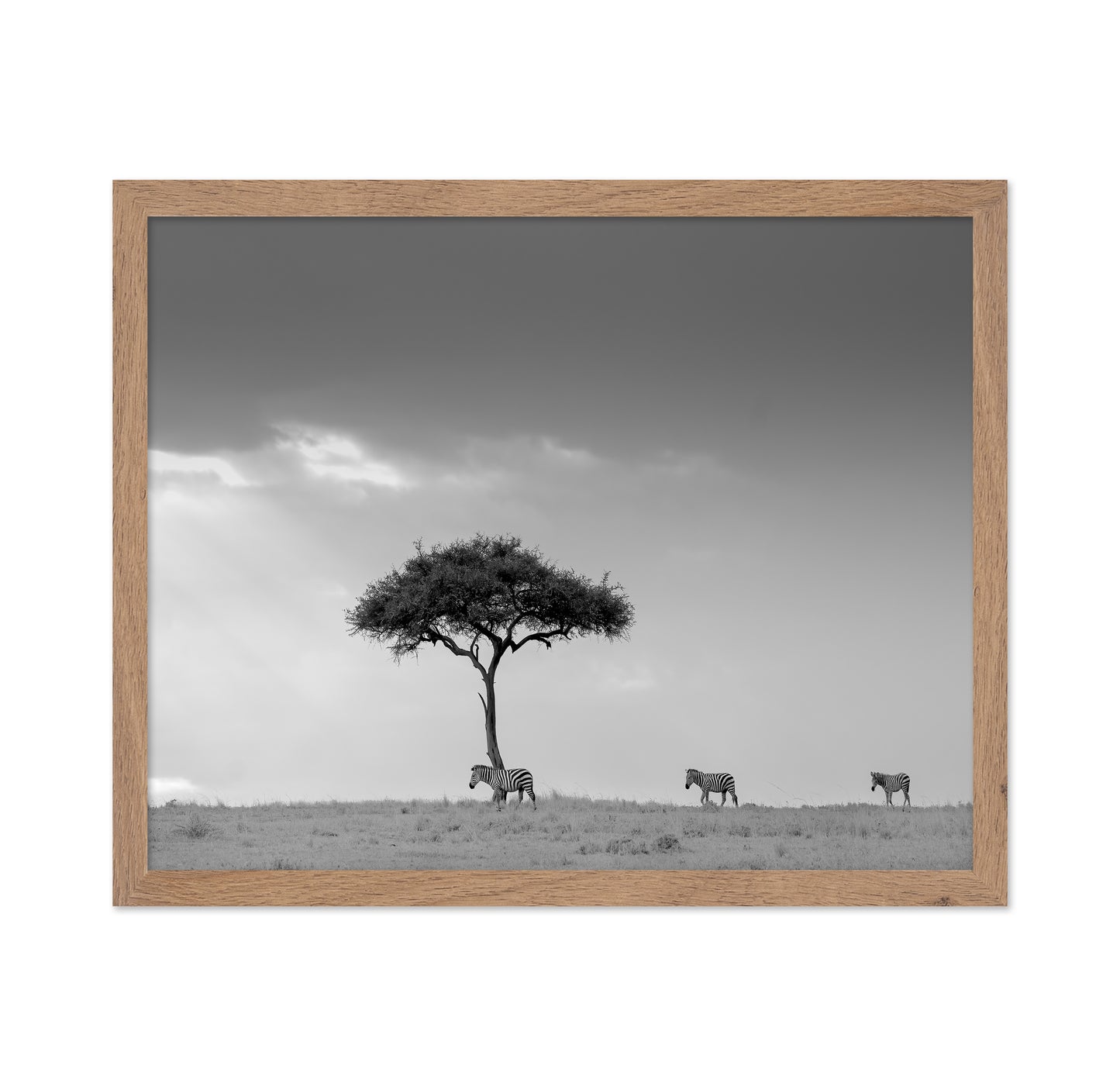 Zebra Tree Walk