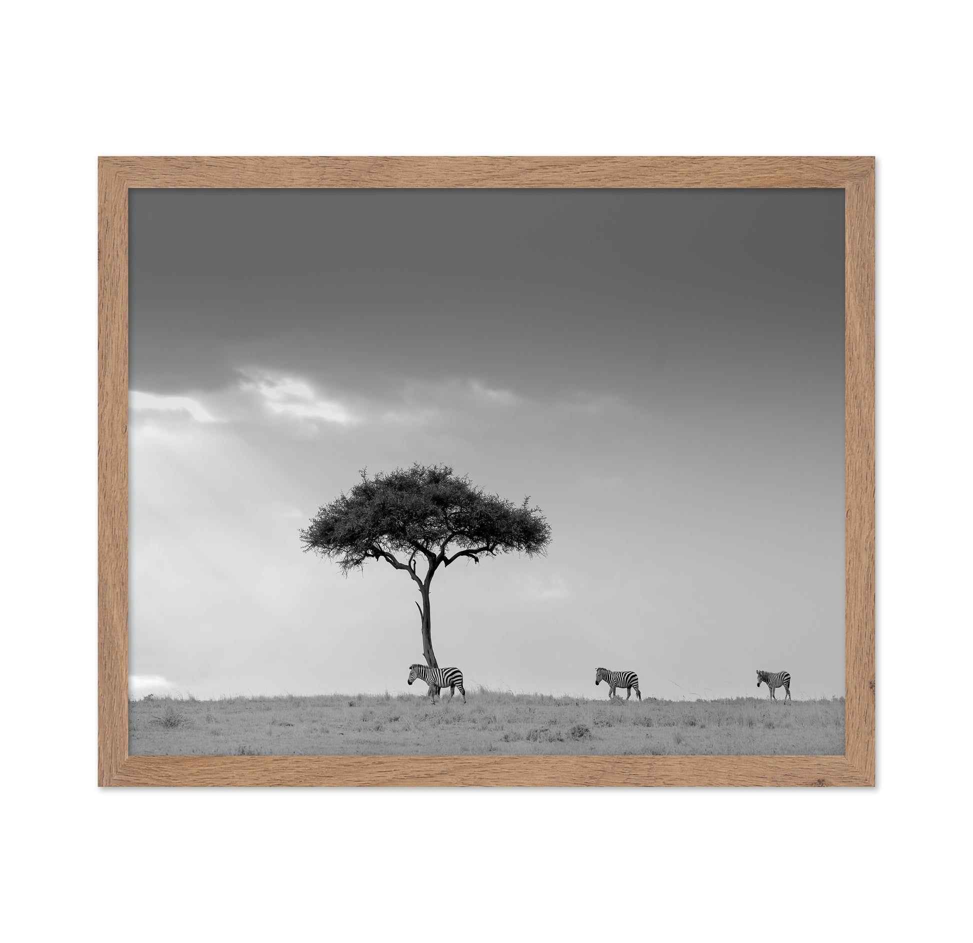 Zebra Tree Walk